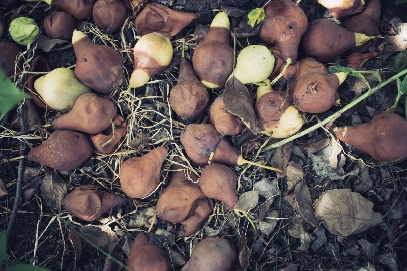 Szkodliwe są nie tylko owocowe mumie wiszące na drzewie, ale też te, które spadły na ziemię