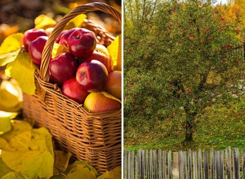 Zbyt późne przycięcie jabłoni może spowodować ich przemarznięcie