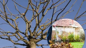 Prace ogrodowe nie kończą się wraz z opadnięciem z drzew i krzewów liści.