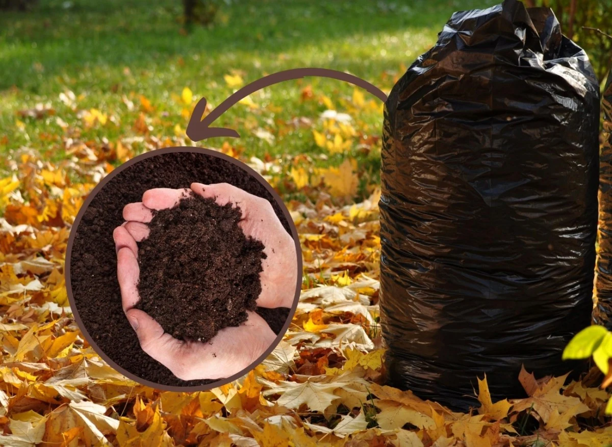 Ziemia liściowa powstaje na skutek rozkładu liści drzew i krzewów ozdobnych oraz owocowych