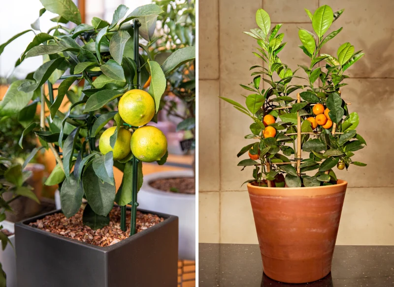 Smaczne cytryny i mandarynki można wyhodować na parapecie
