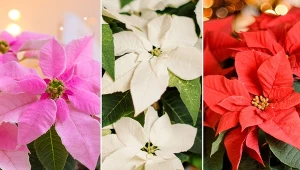 Niezależnie od odmiany, poinsecje są ciepłolubnymi roślinami.