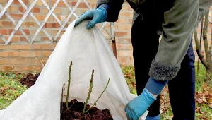 Okrywanie roślin na zimę, jest niezwykle istotne, ponieważ chroni nasze okazy przed zmarznięciem oraz obumieraniem.