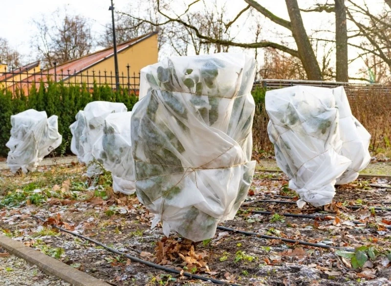 Do okrywania roślin na zimę nadaje się wyłącznie agrowłóknina biała