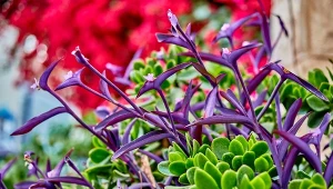 Setkrezja purpurowa to łatwa w uprawie roślina należąca do tzw. kwiatów pokojowych.