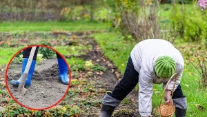 Przekopywanie warzywniaka pozwoli pozbyć się z niego szkodników podgryzających korzenie.