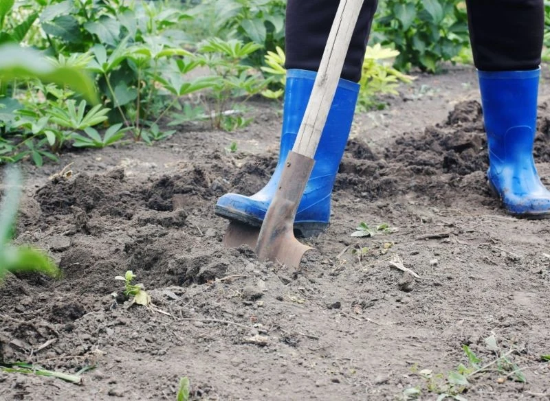 Przekopywanie ziemi przeprowadza się na wiosnę lub jesienią