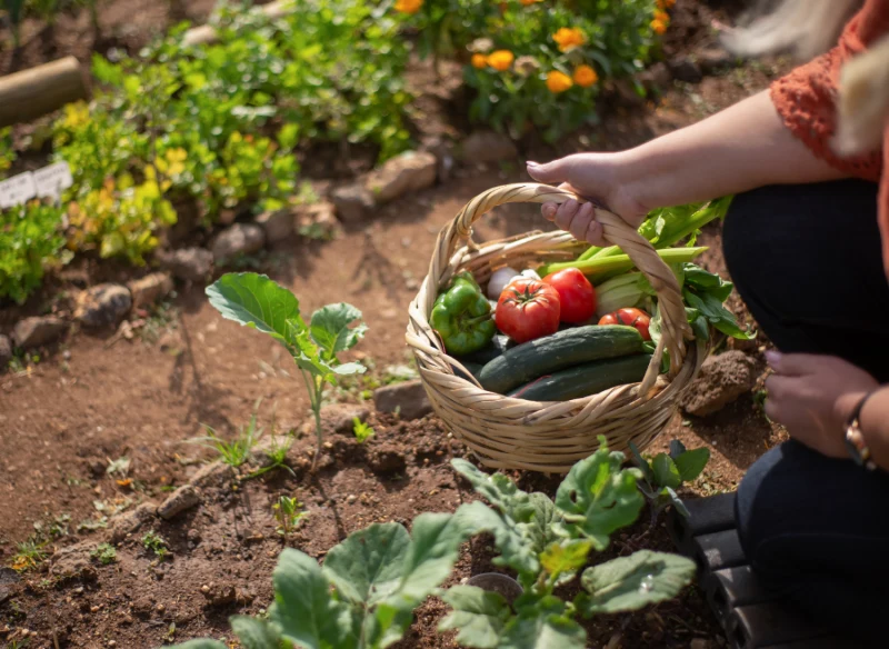 Sadzenie warzyw na działce nie powinno być przypadkowe