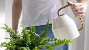 Domowe nawozy sprawią, że paprotka odżyje.