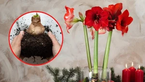 Wiemy, co zrobić, by zwartnica zakwitła na Boże Narodzenie.