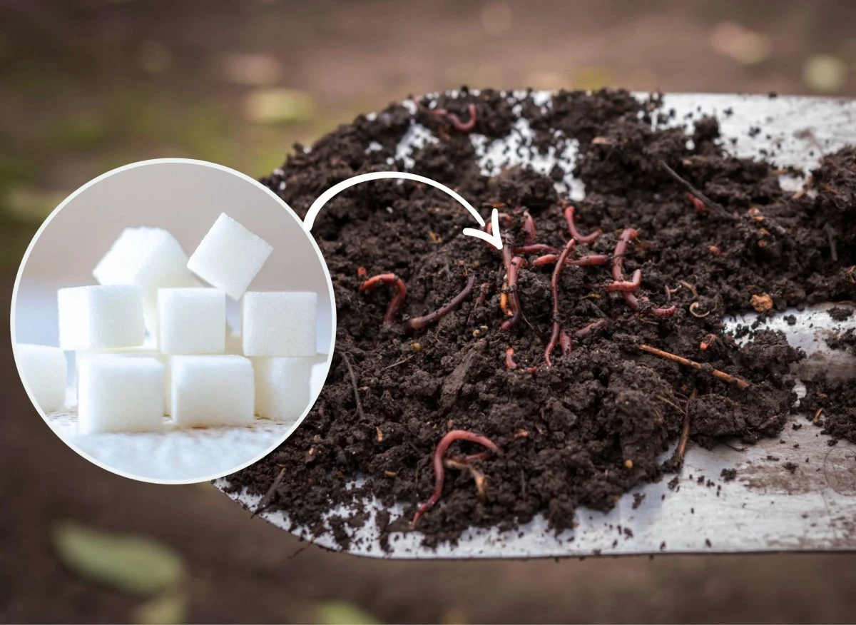 Dżdżownice kalifornijskie są większe i przetwarzają więcej materii organicznej od naszych rodzimych dżdżownic