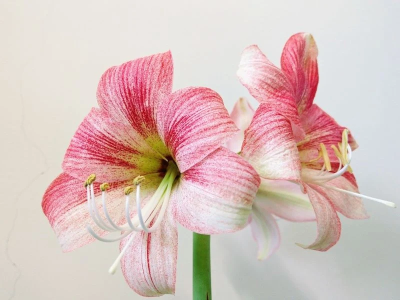 Hippeastrum występuje w różnorodnej kolorystyce