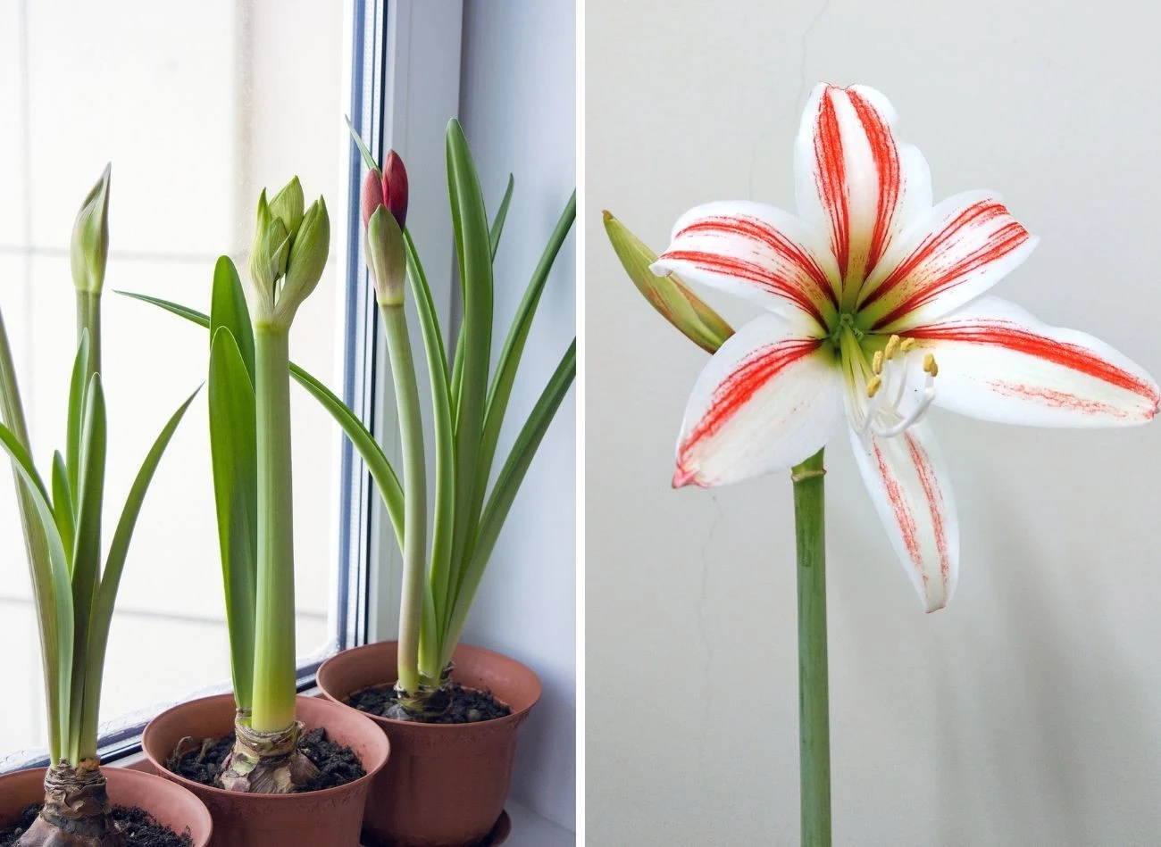 W okresie wzrostu zwartnica potrzebuje dużo światła