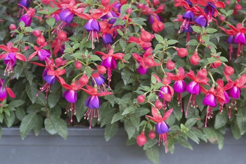 Fuksja do bujnego kwitnienia potrzebuje obfitego podlewania i nawożenia