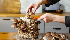 Sprawdźcie, jak samodzielnie uprawiać grzyby w domu.