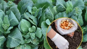 Sadzenie warzyw przed zimą przyniesie efekty, jeśli odpowiednio zadbamy o zagonek.