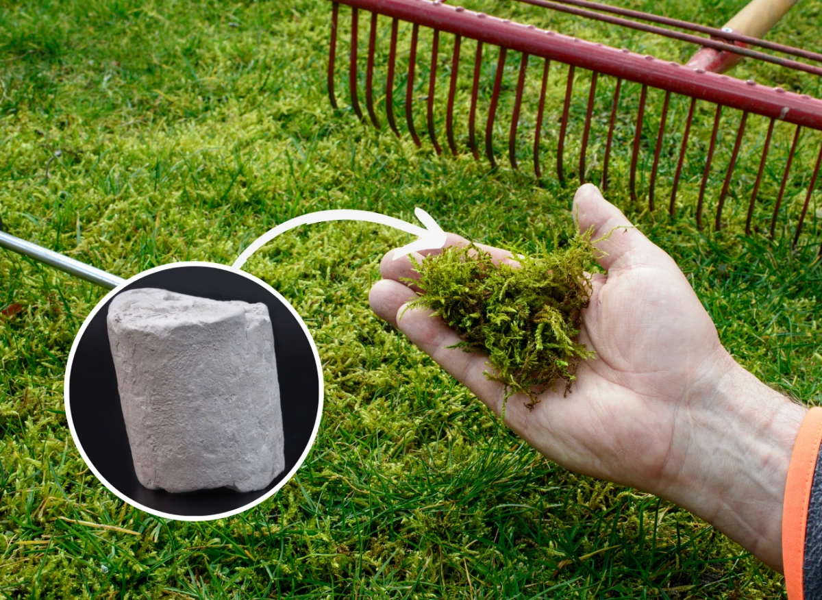 Mech nie tylko niszczy estetykę naszego ogródka, ale i osłabia wzrost trawy