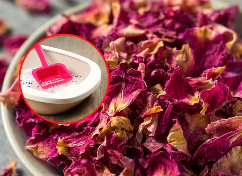 Płatki róż można suszyć na wiele sposobów