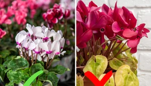 Cyklamen perski jest wrażliwym kwiatem, dlatego trzeba wiedzieć, jak o niego dbać.