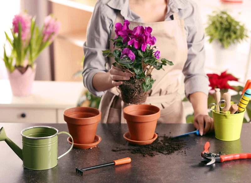 Fiołek alpejski można przesadzać tylko latem