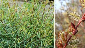 Wierzba purpurowa jest rośliną pienną o purpurowych pędach.