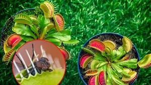 Muchołówka kusi owada wonią i kolorami.