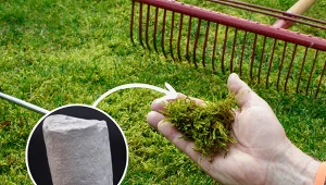 Mech nie tylko niszczy estetykę naszego ogródka, ale i osłabia wzrost trawy.