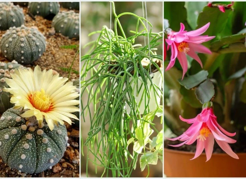 Kochasz kaktusy, ale nie chcesz się pokuć