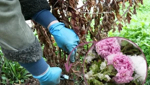 Chryzantemy to kwiaty, które mają odmiany zarówno jednoroczne, jak i wieloletnie.