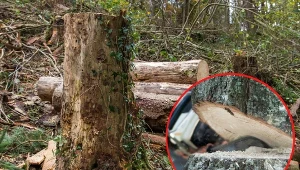 Od stycznia wycinka drzew na działce będzie łatwiejsza. Zmieni się maksymalna grubość pnia rośliny, którą będzie można ściąć bez zgody urzędnika.