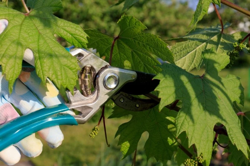 Przed zabezpieczeniem krzewu winorośli, należy go przyciąć