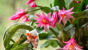 Grudnik ukazuje swoje kwiaty w okolicach zimowych świąt.