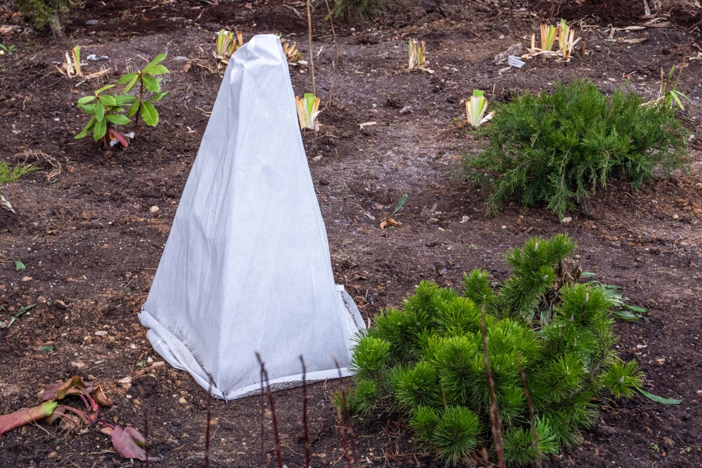 Do ochrony przed przymrozkami stosuje sie białą agrowłókninę