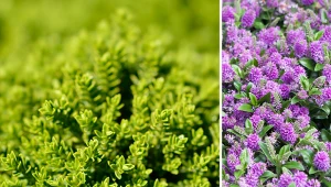 Hebe, oprócz zielonych listków, ma również fioletowo-różowe kwiaty.