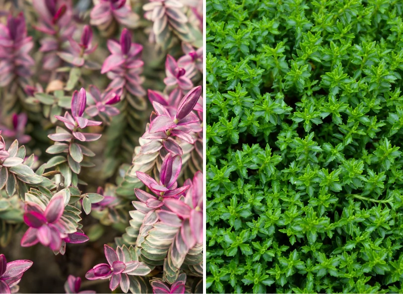 Hebe to roślina kameleon