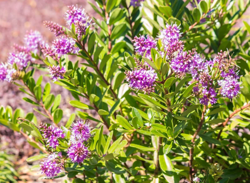 Hebe w trakcie kwitnienia przybiera różowe kwiaty