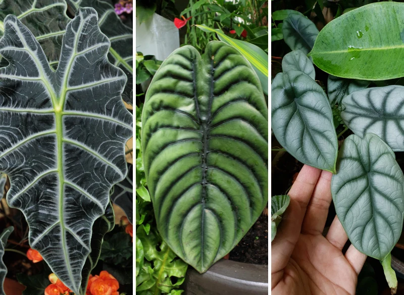 Alokazja dostępna ma różne kolory i kształt liści