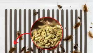 Charakterystyczną cechą ugryzień pluskiew jest to, że rzadko występują pojedynczo.