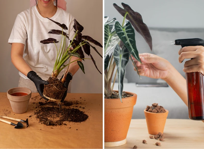 Pielęgnacja alokazji nie jest trudna - najważniejsza jest systematyczność