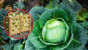 Późne odmiany kapusty są kruche, dlatego nie można nimi rzucać.