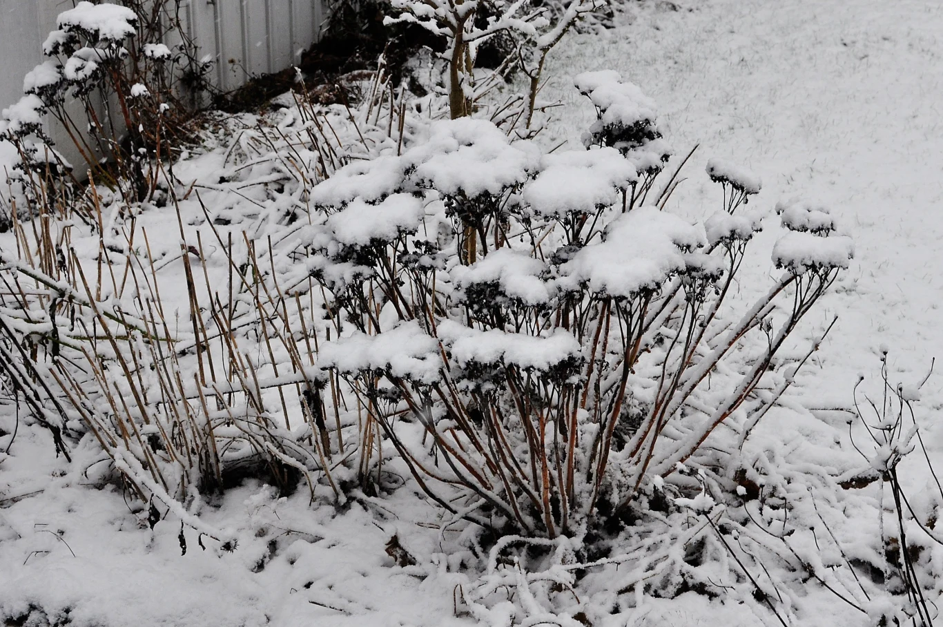 Rozchodniki warto jest okryć na zimę