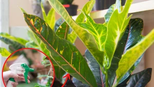 Dla krotona istotna jest wilgotność powietrza, inaczej jego liście będą marnieć.