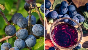 Śliwa tarnina owocuje w okresie od października do grudnia.