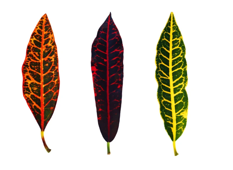 Kroton występuje w wielu kolorach