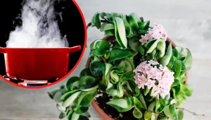 Ciekawym sposobem na pielęgnację hoi jest "gorąca łaźnia.