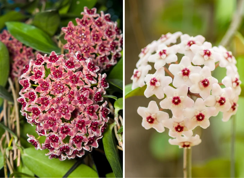 Hoja ma piękne kwiaty, które zachwycają każdego