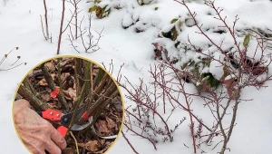 Nie wszystkie odmiany borówki amerykańskiej potrzebują okrycia na zimę. Niektóre cechują się wysoką mrozoodpornością.