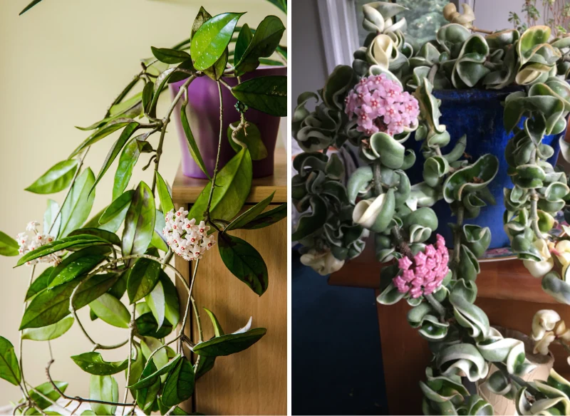 Koja to idealna, kwitnąca roślina doniczkowa do domu