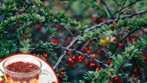 Berberys ma szerokie zastosowanie w medycynie naturalnej.