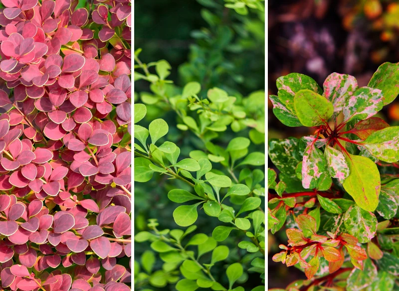Berberys ma wiele kolorów liści, a także występuje w kilku rozmiarach